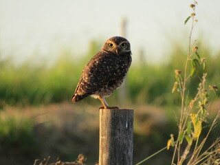 Burrowing owl perched on a fence trunk. Burrowing owl basking in the early morning sun.
