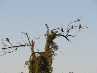 Dry tree full of birds at dawn