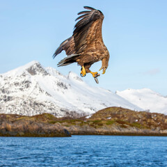 eagle in flight with fish