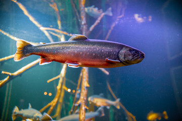 Salmon fish in aquarium