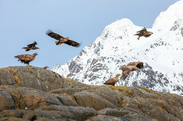 sea eagles on a island in the Lofoten