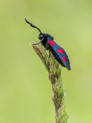 Five-spot Burnet Moth Resting on Grass