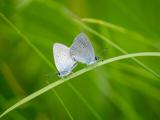 Small Blue Butterflies Mating on a Grass Stem
