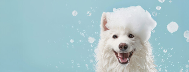 A happy Samoyed dog covered in soap bubble foam, enjoying a bath. Banner with copy space on blue background