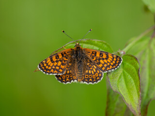 Glanville Fritillary Resting With its Wings Open