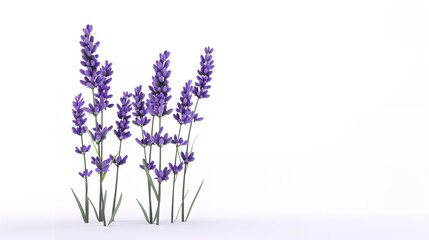 Beautiful Lavender Flowers on White Background

