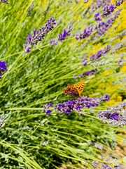 lavender flowers in the field