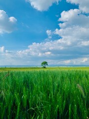 green wheat field