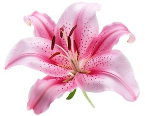 Fototapeta premium Lily Pink. Beautiful Pink Lily Flower Isolated on White Background