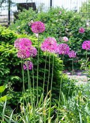 purple flowers in a garden