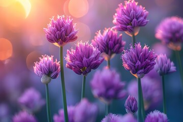 The flowers are in full bloom