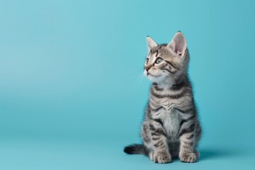 Obraz premium Cat Blue. Adorable Baby Cat of Gray and White Breed on Stunning Blue Background
