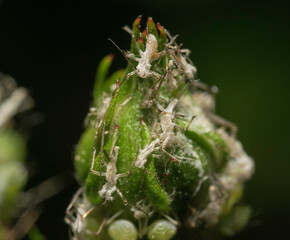 Close-up of thousands of aphids and other insects in the wild. Very impressive shots.