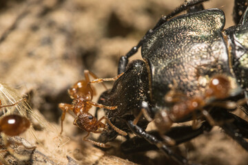 Close-up of the queen, workers and their larvae of Formica Cinerea, an ant species of the family Formicidae. Wildlife Photograph.