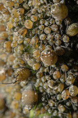 Close-up of thousands of aphids and other insects in the wild. Very impressive shots.