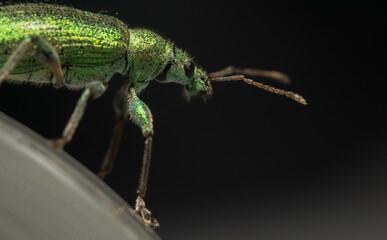 Artistic close ups of a common bug/beetle which is found in almost all regions of the world. Nice Color, extreme Green.
