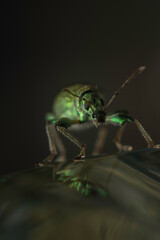 Artistic close ups of a common bug/beetle which is found in almost all regions of the world. Nice Color, extreme Green.
