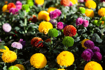 Beautiful multicolored flowers. Close view. Chiang Mai flower festival. Floral background.