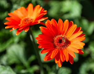 Beautiful orange gerbera flowers with a bee. Chiang Mai Flower Festival, Thailand.