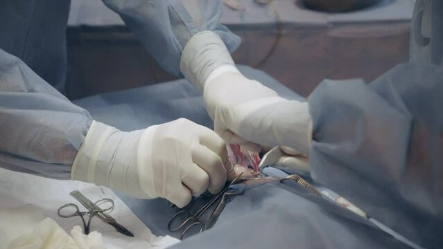 Emergency surgery in a veterinary hospital. Removal of the uterus from an animal. Pyometra