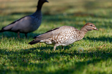 Photograph of an Australian Wood Duck eating grass in a large grassy field in the Blue Mountains in NSW, Australia.