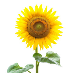 Fototapeta premium Sunflower on a transparant background, PNG, Generative AI 