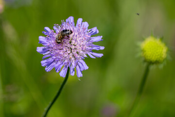 Acker-Witwenblume mit einer Biene beim Nektar sammeln
