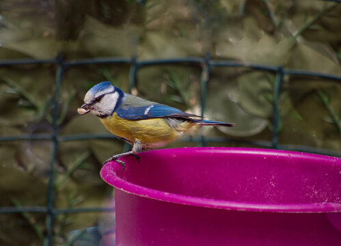 Tiy little blue tit