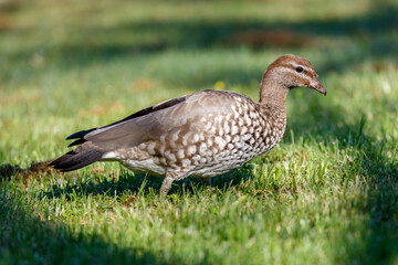 Photograph of an Australian Wood Duck eating grass in a large grassy field in the Blue Mountains in NSW, Australia.