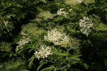 Background of flowering Elderberry bush, close-up, outdoor spring nature background.