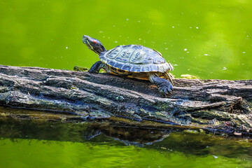 Red-Eared Slider Turtle on the Pond