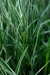 Green grass with dew, garden, nature, close-up, spring, summer, autumn, background, spikelet, agriculture, freshness, growth, macro, environment
