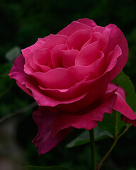 A bush of pink roses in a spring or summer ornamental garden. Decorative garden. Red flower in the springtime park.