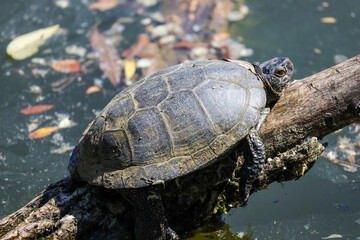 European Pond Turtle on the Pond
