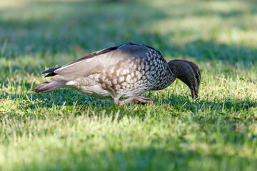 Photograph of an Australian Wood Duck eating grass in a large grassy field in the Blue Mountains in NSW, Australia.