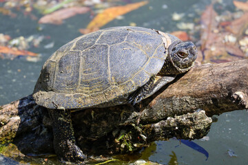 European Pond Turtle on the Pond