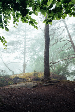 Nebelstimmung im Wald, Morgens im Wald, W&auml;lder von Luxemburg, Nebel im Wald