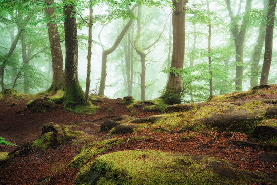 Nebelstimmung im Wald, Morgens im Wald, W&auml;lder von Luxemburg, Nebel im Wald