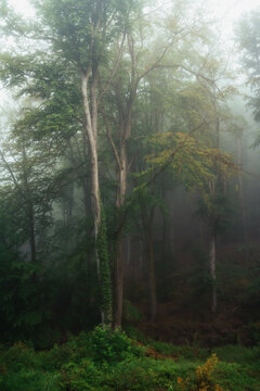 Nebelstimmung im Wald, Morgens im Wald, W&auml;lder von Luxemburg, Nebel im Wald