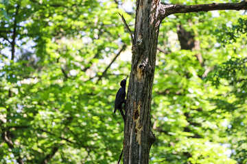Black Woodpecker (Dryocopus martius) on a Tree