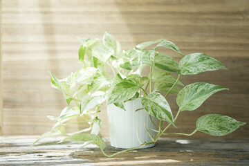Devil's ivy Golden Pothos on wooden table and wood background