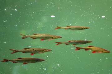 Rudd (Scardinius erythrophthalmus) in the Pond