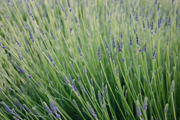Close up Lavandula angustifolia. Levander natural pattern. Bunch of close buds of Lavandula officinalis. Scented plant lavanda on green bokeh background. Gentle floral background