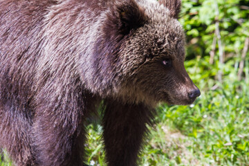 Bears on the Transfagarasan in Transylvania, Romania