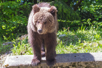 Young bear