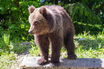 Obraz premium Young bear on a road in Romania