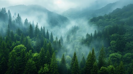 Fototapeta premium Panorama of green forest landscape with trees (trunks), white fog at the treetops