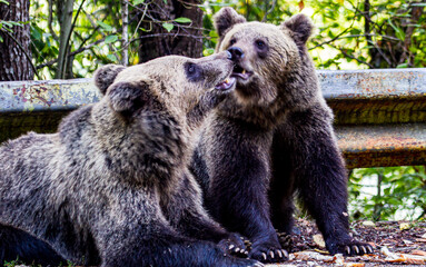 Bear cubs on the Transfagarasan in Romania