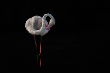 artistic image of a common flamingo, Phoenicopterus roseus, or .Greater Flamingo, preening in the...