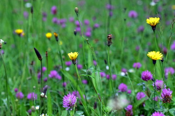 Verwilderte Frühlingswiese als Lebensraum für Insekten